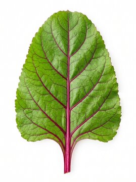 Single Fresh Beet Leaf (Beta vulgaris) Isolated in White Background