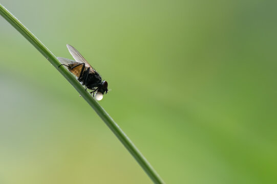 Common house fly rests on a slender green grass stem against a smooth and softly blurred natural background.