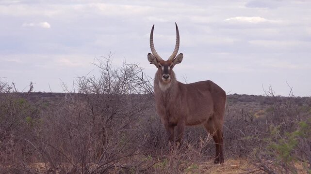 A magnificent waterbuck stands majestically in the vast, dry African savannah under a cloudy sky, showcasing its impressive horns and stoic presence in natural habitat.