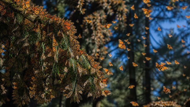 Copy space Seasonal wildlife migration with monarch butterflies in