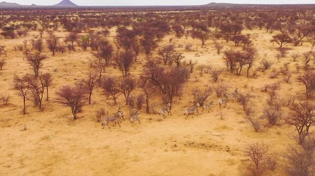 Aerial motion of a herd of zebras running through dry savanna landscape in africa under vast sky.