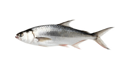 Fototapeta premium Premium Isolated Silver Hilsa Fish Stock Photo on Pure White Background