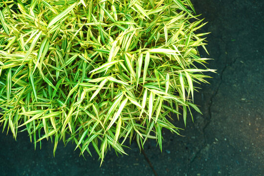 Cat Bamboo featuring vibrant green foliage grown in a planter; it is a plant that many cats love to nibble on.