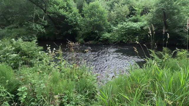 River North Esk flowing through woodland near Edinburgh, Midlothian, Scotland. Ambient water sound. 4K, 30fps.