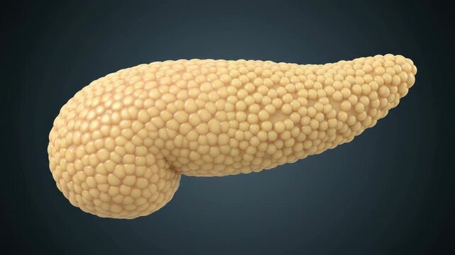 Pancreas anatomy visualization: healthy vs fatty tissue transformation, medical concept