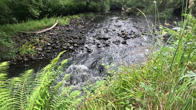 River North Esk flowing through woodland near Edinburgh, Midlothian, Scotland. Ambient water sound. 4K, 30fps.