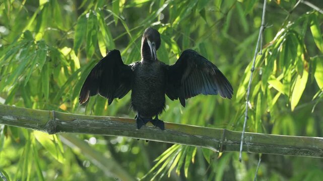 Little Cormorant (Microcarbo niger) Spreading Wings to Dry Plumage on Bamboo Perch with Natural Ambient Sound