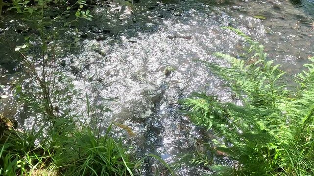 River North Esk flowing through woodland near Edinburgh, Midlothian, Scotland. Ambient water sound. 4K, 30fps.	