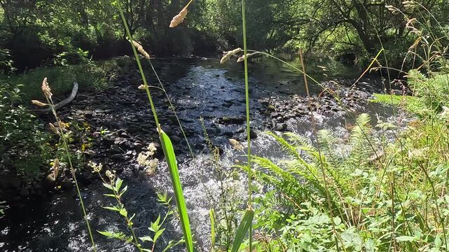River North Esk flowing through woodland near Edinburgh, Midlothian, Scotland. Ambient water sound. 4K, 30fps.