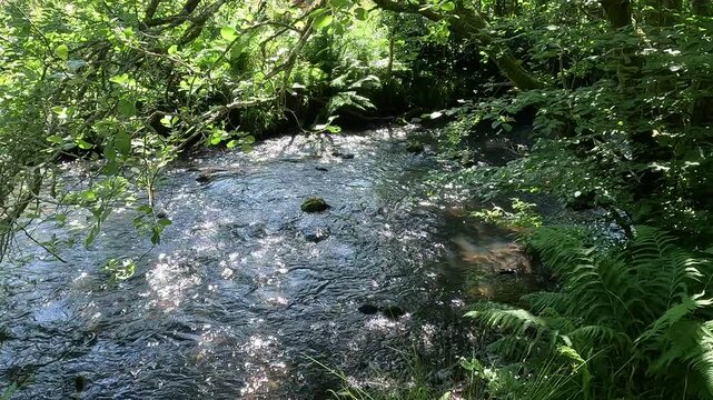River North Esk flowing through woodland near Edinburgh, Midlothian, Scotland. Ambient water sound. 4K, 30fps.