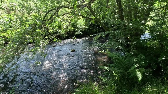 River North Esk flowing through woodland near Edinburgh, Midlothian, Scotland. Ambient water sound. 4K, 30fps