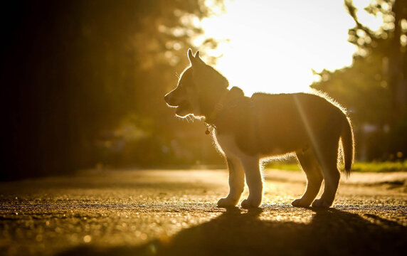 Dog Standing in Golden Backlight at Sunset