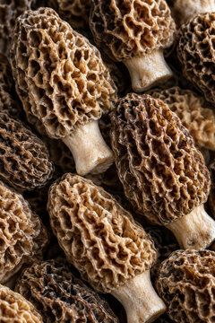Fresh Morel Mushrooms Honeycomb Culinary Texture