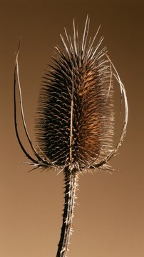 Single dried teasel head (different from prev. list), large scale complex geometric spiky structure, sepia-toned brown color, minimalist background.