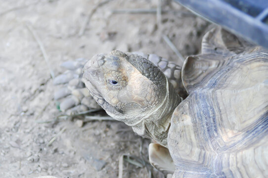 africa tortoise, African spurred tortoise or Centrochelys sulcata or Geochelone sulcata or sulcata tortoise or tortoise