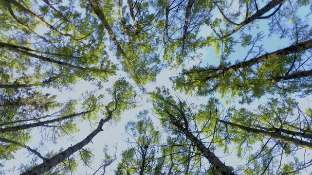 Moving shot of sunlight shining through forest, low angle view Video. High quality 4k footage