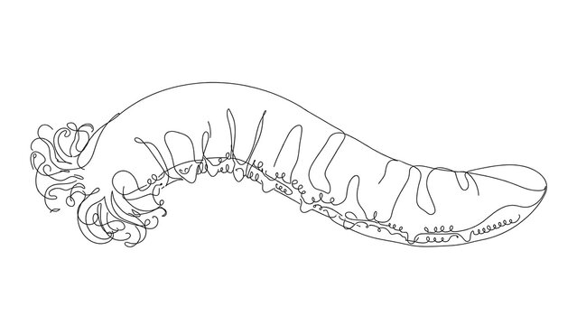 Centipede white background insect isolated.