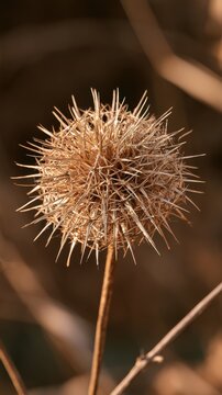 Single dried thistle head (different species from prev. list), massive scale complex geometric spiky structure, sepia-toned brown color.