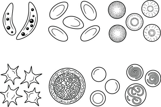 Blood cell line art collection showing sickle cells, ovalocytes, echinocytes, acanthocytes, monocytes, spirochetes, medical hematology illustration