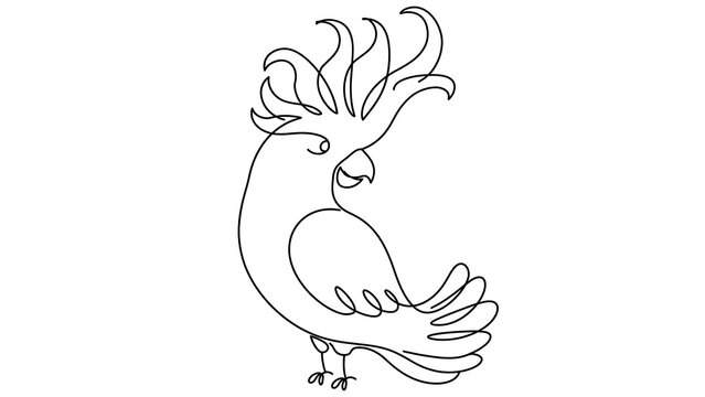 Colorful cockatoo white background.