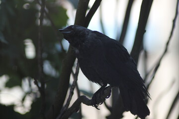 crow on a branch © Rostislav