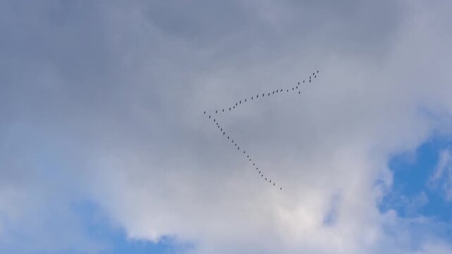 Swans fly in a V-formation high in the sky on an overcast day.