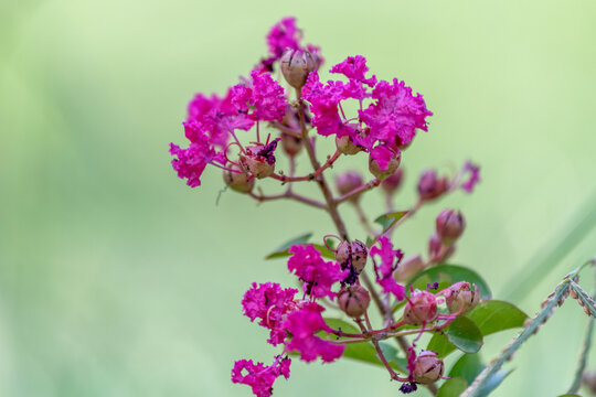 Branche de lilas des indes