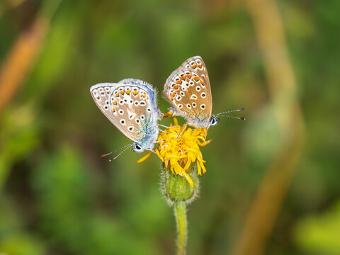 Pair of Common Blue Butterflies Mating