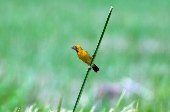 Asian Golden Weaver Perched on Green Reed