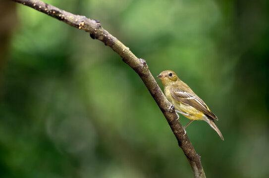 Female Yellow-Rumped Flycatcher on Curved Forest Branch