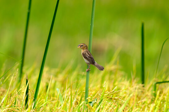Perched in Ripening Rice