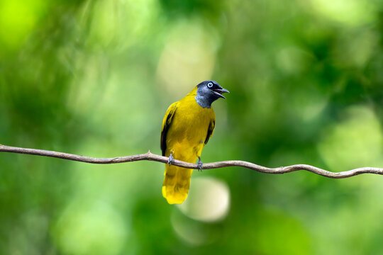 Black-Headed Bulbul Calling From Tropical Forest Branch