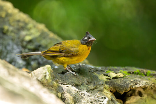 Black-Crested Bulbul Standing on Mossy Forest Rock