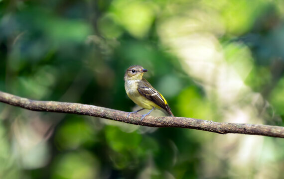 Female Yellow-Rumped Flycatcher on Sunlit Forest Branch