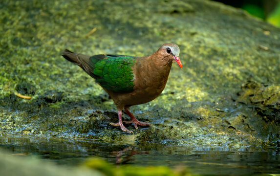 Common Emerald Dove Beside Shallow Forest Water