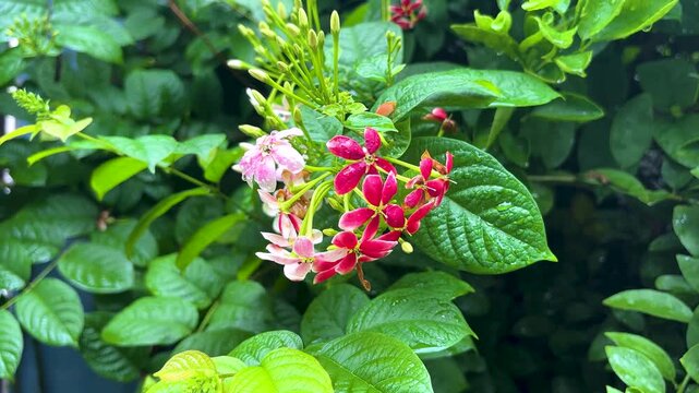 Rangoon creeper flowers in bloom, pink and red Combretum indicum blossoms, tropical floral garden background with lush green leaves