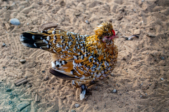 Bentama calico chicken stands on the ground on a bright sunny day. Animals, birds, ornithol-ogy, ecology.