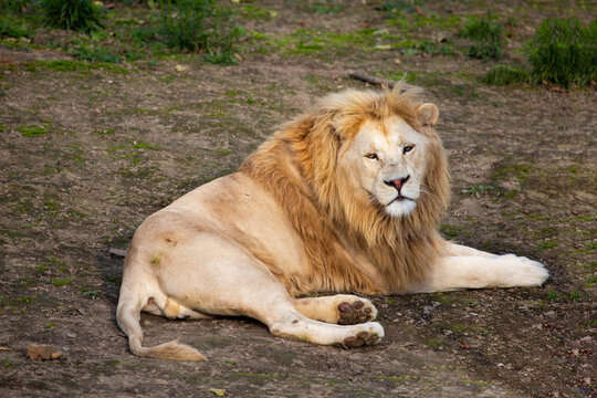A white lion lies on the green ground and looks at the camera on a bright sunny day. Wildlife, mammals, predators.