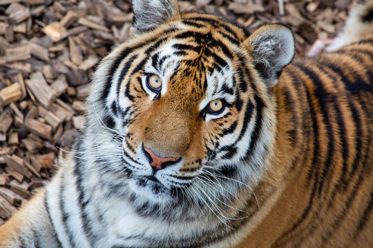 The Amur tiger looks at the camera on a bright sunny day. Wildlife, mammals, predators.