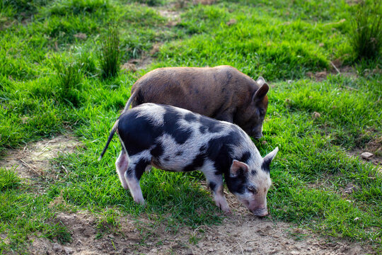 An ornamental spotted and black piglet graze on the green grass on a bright sunny day. Wild-life, mammals, predators.