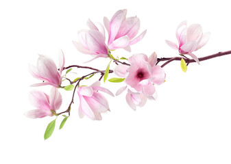 Blossoming branch of magnolia tree with pink flowers isolated on white © New Africa