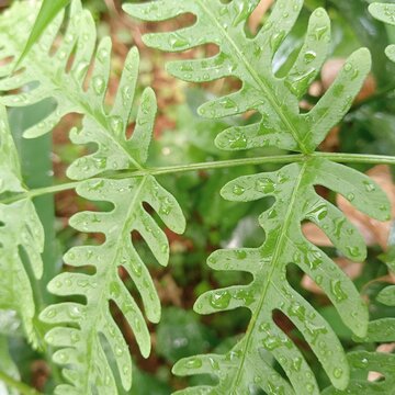 A detailed macro photo shows the beauty of fresh green pteridophyte leaves with clear water droplets or dew on their surface after rain.