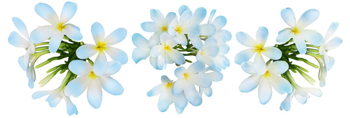 Blue plumeria flowers isolated on white, set. Tropical plant © New Africa