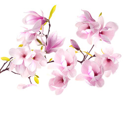 Blossoming magnolia branch with pink flowers isolated on white © New Africa