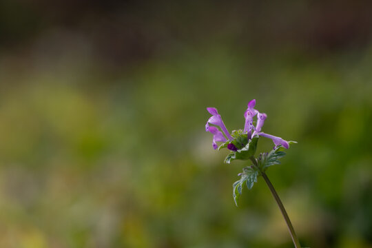 Close Up Purple Henbit Flower Blooming in Spring Field with Copy Space