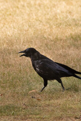 Fototapeta premium Carrion Crow Walking on Dry Grass with Open Beak