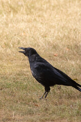 Fototapeta premium Black Carrion Crow Standing on Dry Meadow Calling with Open Beak