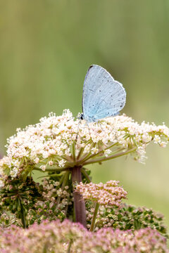 Holly Blue butterfly Celastrina argiolus with its underwings closed, which is found flying in spring and summer, macro nature of butterflies stock photo image 