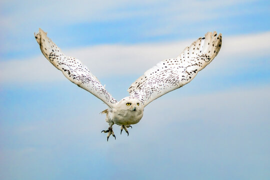 Snowy owl (Bubo scandiacus) bird of prey flying forward with wings spread, showcasing pristine white plumage and focused eyes in head-on flight, raptor and wildlife stock photo image 