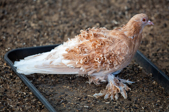 A curly-haired brown pigeon stands near a feeding trough on a bright sunny day. Animals, birds, ornithology, ecology.